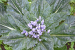 Plants in Archaeology