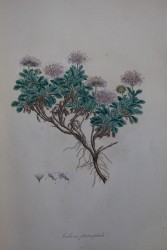 Η μαγεία της βοτανικής τέχνης